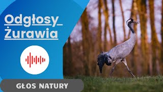 Żuraw Odgłosy Żurawia  Krzyk Żurawia Dźwięki jakie wydaje Żuraw [upl. by Aihtnamas]