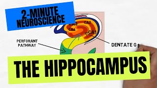 2Minute Neuroscience The Hippocampus [upl. by Lora298]