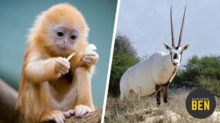 7 Animales Que Los Humanos Salvamos De La Extinción [upl. by Oenire]