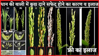 rice male sterility solution in hindi।paddy pollen sterility।definition। धान में बालियां सफेद। [upl. by Antin]