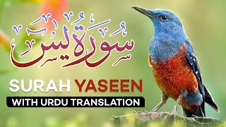 Surah Yasin  Yaseen  with Urdu Translation  Quran Tilawat Beautiful Voice  Hindi Tarjuma [upl. by Deelaw]