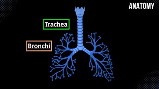 Trachea Bronchial Tree and Alveolar Tree Parts Structures and Walls  Anatomy [upl. by Einahpts48]