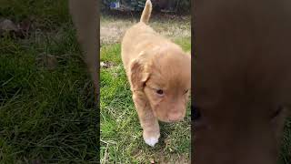 Nova Scotia Duck Tolling Retriever Puppy Puppy J8 [upl. by Rolfe]