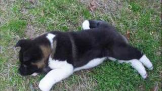 Akita puppy First Day Home 8 weeks old [upl. by Fulmer]