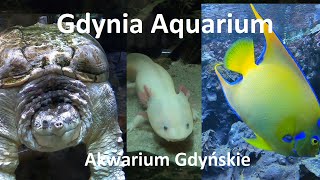 Aquarium Gdynia Poland  Full review [upl. by Evannia]