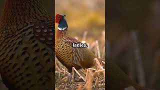 Did You Know This About Pheasants [upl. by Aissatsana]