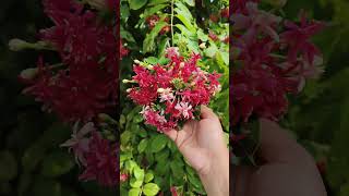 Rangoon creeper Radha manohar Double petal Beautifull flowering creeper [upl. by Naval288]