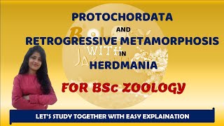 PROTOCHORDATES AND RETROGRESSIVE METAMORPHOSIS IN HERDMANIA BSC ZOOLOGY 1 YEAR BIOLOGYWITHJAGRITI [upl. by Anavas]