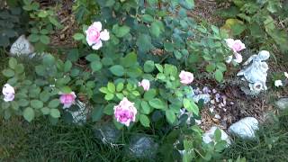 rose brother cadfael May 26 2012 708 PM beautiful rose David Austin John and Charlotte [upl. by Hazaki]