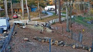 Goldys Yard 858am Judy Larky Penny Sizz in pond Goaties George Frank paddock 10242024 [upl. by Nelubez705]