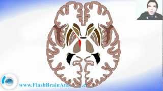 Basal Ganglia Horziontal  Section Of The Brain 1 [upl. by Adi]