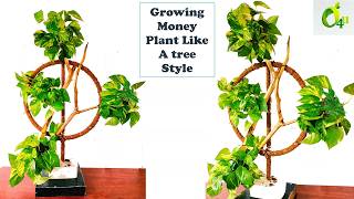 Transform Your Garden With Treestyle Money PlantsMoney Plants In TreestyleMoney PlantsGarden4u [upl. by Neal402]