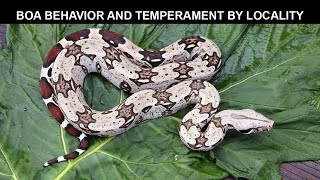 Boa Behavior and Temperament by Locality [upl. by Yorgo499]