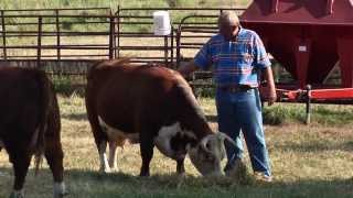 Miniature Herefords [upl. by Tasiana]