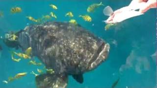 HANDFEEDING A HUGE 500Lb Queensland Grouper [upl. by Sorkin]