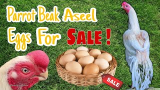 Parrot Beak Aseel Eggs For Sale  Indian Parrot Beak Long Tail Aseel Eggs For Sale [upl. by Birecree]