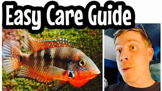 Firemouth Cichlid Care Need to Know [upl. by Rochus475]