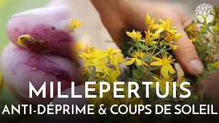 Millepertuis perforé  antidéprime anticoups de soleil [upl. by Asirem]