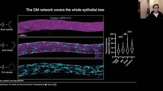 Uncovering Mammary GlandResident Macrophages by 3D and Intravital Imaging [upl. by Nauqel]