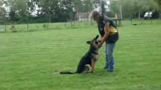 Ratza Zoelen Start Heelwork 1aug10wmv [upl. by Rraval]