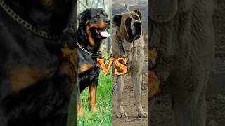 Ruttweiler VS Alabai 🇹🇲 VS German shepherd 🇩🇪 [upl. by Siroval]