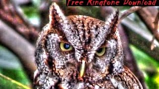 Free Haunting Screech Owl Call Ringtone [upl. by Hovey]