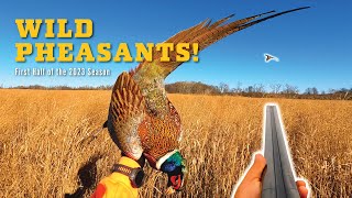 WILD Pheasants Opening Day amp The First Half of the 2023 Season [upl. by Dorion]