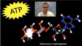 ATP Adenosine Triphosphate [upl. by Adahs]