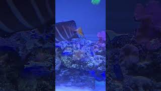 My clams maxima crocea derasa reef shortvideo shorts short music fish clam pearl aquariu [upl. by Dinnie]