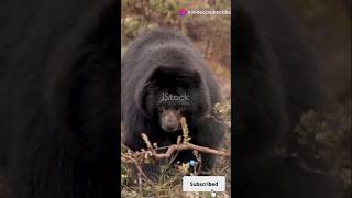 Spectacled Bear🍀🌿🍀🌿🍀 [upl. by Rivy763]