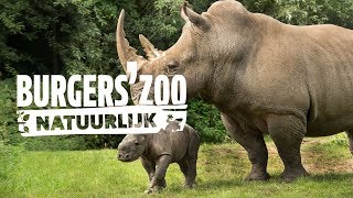 Hoogtepunten  Burgers Zoo Natuurlijk  Arnhem [upl. by Narayan839]