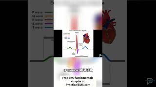 Understanding the Hearts Electrical System A Visual Guide [upl. by Akehsyt]