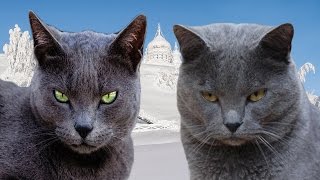 Russian Blue vs Chartreux  Difference Explained [upl. by Diandre]