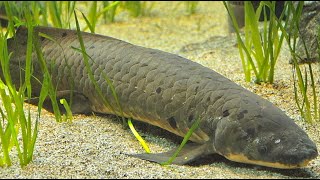 SOLO Remote Creek Fishing RARE LUNGFISH [upl. by Stillas]