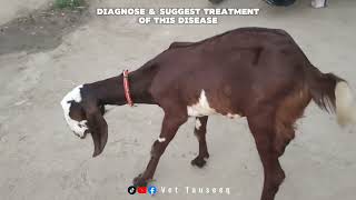 Listeriosis Disease  Circling Disease Symptoms  Cycling Disease in Goat  Vet Tauseeq [upl. by Ahtreb]