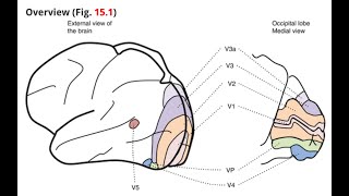 ABPPCN Neuroanatomy of Vision [upl. by Baudoin990]