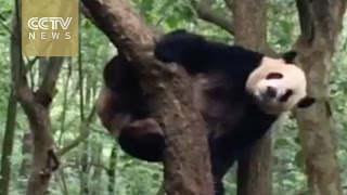 Watch How does a clumsy panda get off a tree [upl. by Shayna]