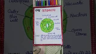 Stomata definition in Hindi randhrashorts [upl. by Tybalt]