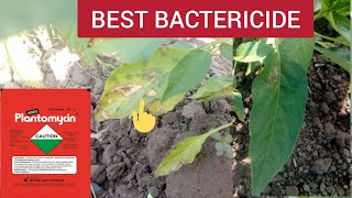 Plantomycin uses I Best Bactericide Ichilli fungicide Management [upl. by Middendorf]