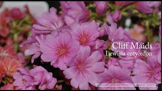 Lewisia cotyledon Cliff Maids [upl. by Aiciled968]