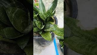 Plant with mor oxygen plants oxygen indoorplants oxygenplant garden gardening ytshorts [upl. by Vijar]