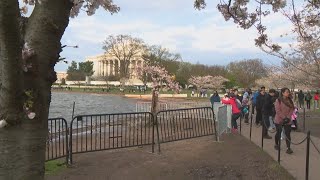 Cherry Blossom Festival Opening Ceremony [upl. by Sueaddaht]