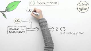 Varianten der Fotosynthese  C4 und CAM  Biologie  Pflanzen und Pilze [upl. by Summer]