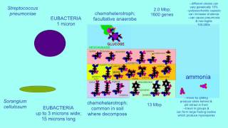 AUTOTROPHS AND HETEROTROPHS VARIATIONS IN CARBON SOURCE [upl. by Teddie]