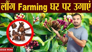 लौंग की खेती  Long Farming  Clove Farming  Loung ki kheti  Profitable Farming  Clove ki Kheti [upl. by Guise]