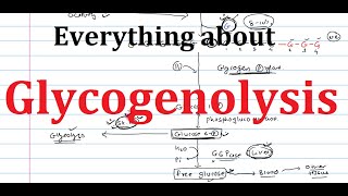 19 Glycogenolysis  Glycogen Breakdown  Biochemistry  Metabolism [upl. by Rosenblum414]