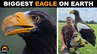 Stellers Sea Eagle  The Biggest Eagle on Earth [upl. by Robinia]