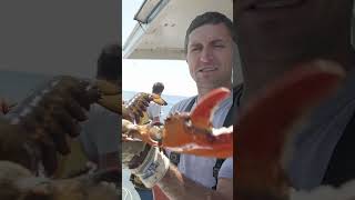 Lobster VS Finger my pet lobster fishing maine lobster [upl. by Noimad]