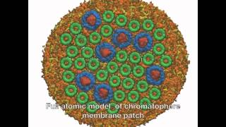 Photosynthetic Membrane Simulation [upl. by Ilsel]