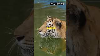 Mind blowing fact about Tiger 🐯🤯  FACT DRIVE shortsamazingfacts factstigeranimalsytshorts [upl. by Philly]